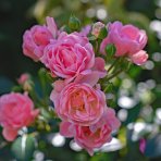 Ruža banksova (Rosa Banksiae) ´ROSEA´ - výška 110-150 cm, kont. C3L